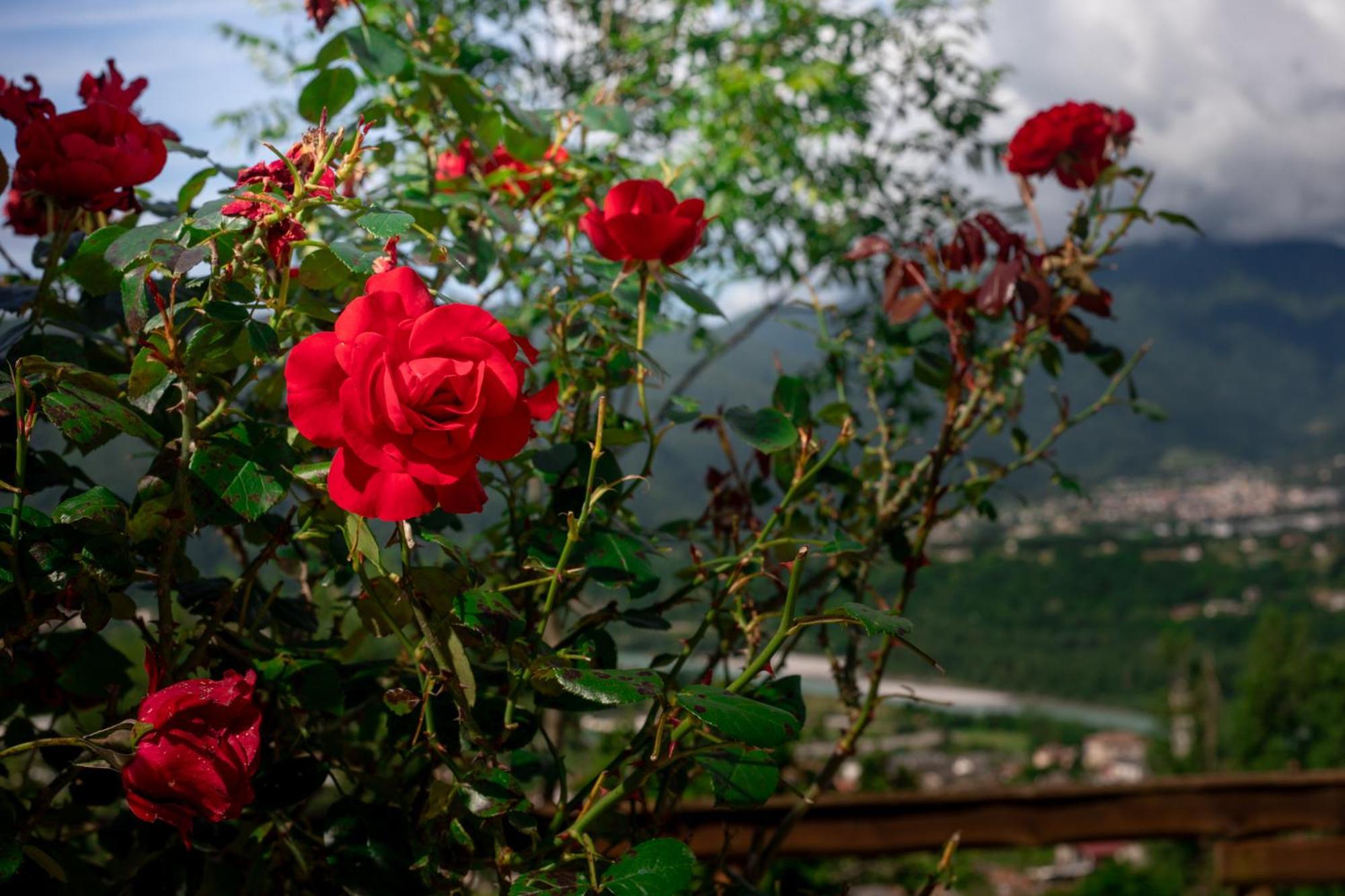 Agriturismo Riva Dei Coz Sequsino Extérieur photo